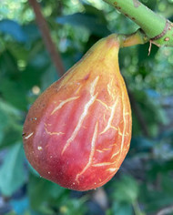 biofeigenbaumsamsun