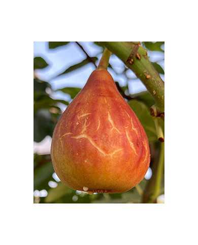 Bio Feigenbaum Samsun (*)
