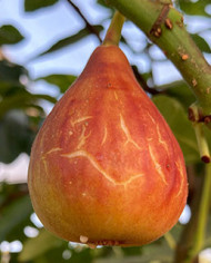 Bio Feigenbaum Samsun (*)