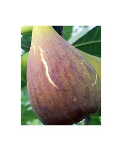 Bio Feigenbaum Samsun (*)