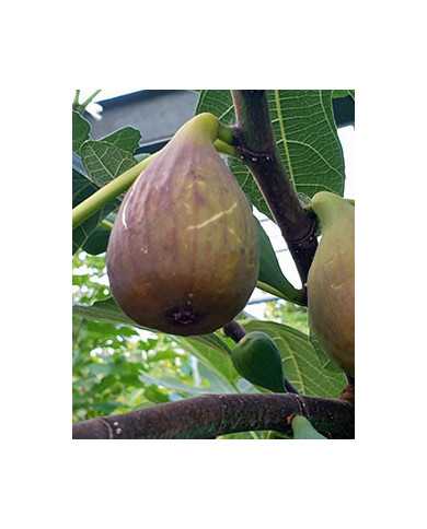 Bio Feigenbaum Samsun (*)