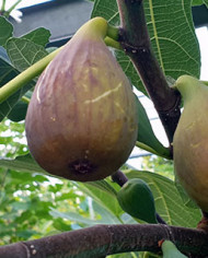 Bio Feigenbaum Samsun (*)