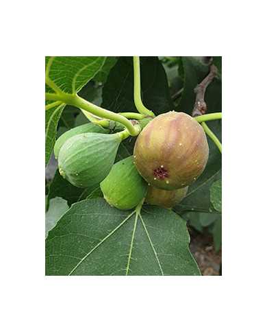 Bio Feigenbaum Samsun (*)