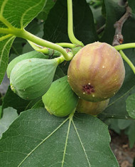 Bio Feigenbaum Samsun (*)