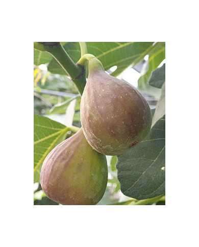 Bio Feigenbaum Samsun (*)