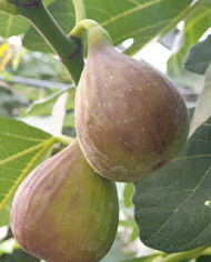 Bio Feigenbaum Samsun (*)