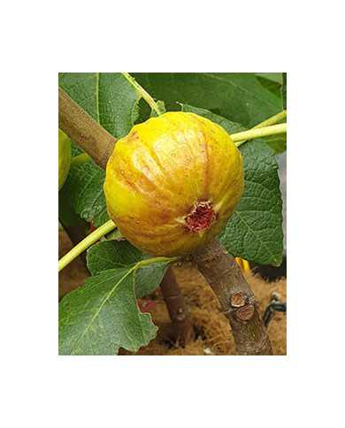 biofeigenbaumsanmango
