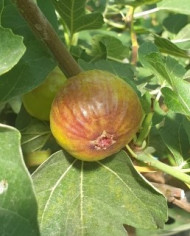 Bio Feigenbaum San Mango (**)