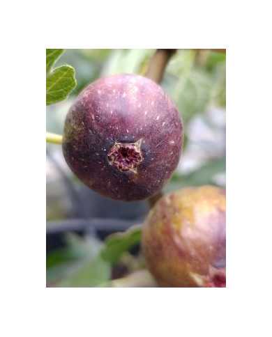 Bio Feigenbaum San Mango (**)