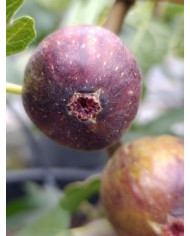 Bio Feigenbaum San Mango (**)