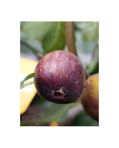 Bio Feigenbaum San Mango (**)
