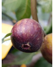Bio Feigenbaum San Mango (**)