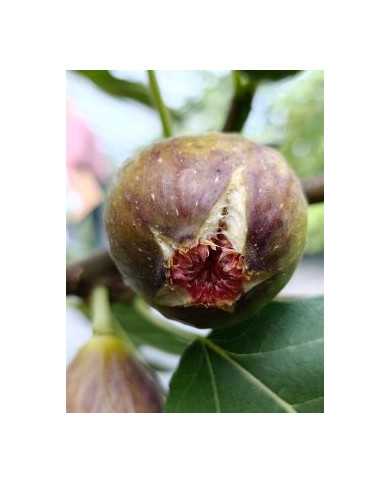 Bio Feigenbaum San Mango (**)