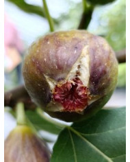 Bio Feigenbaum San Mango (**)