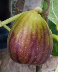 Bio Feigenbaum San Piero (*)