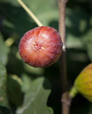 biofeigenbaumschweizerfeige