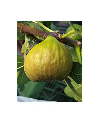 Bio Feigenbaum Siciliano Verde (*)