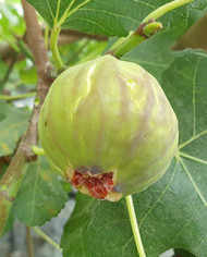 biofeigenbaumsmith