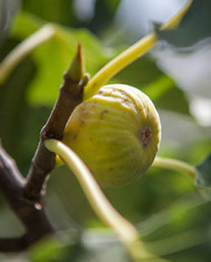 Bio Feigenbaum Sucrette (**)