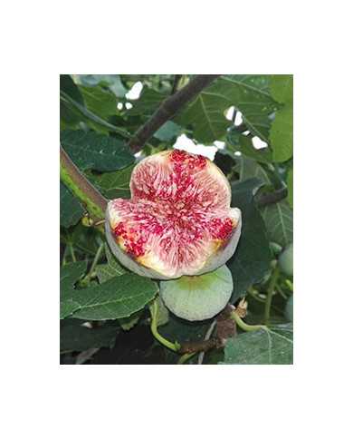 Bio Feigenbaum Taiwan (TWAS) (*)