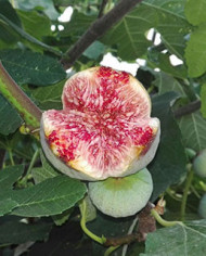 Bio Feigenbaum Taiwan (TWAS) (*)