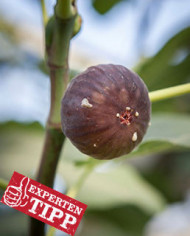 Bio Feigenbaum Takoma Violet (*)