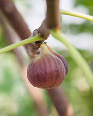 Bio Feigenbaum Takoma Violet (*)