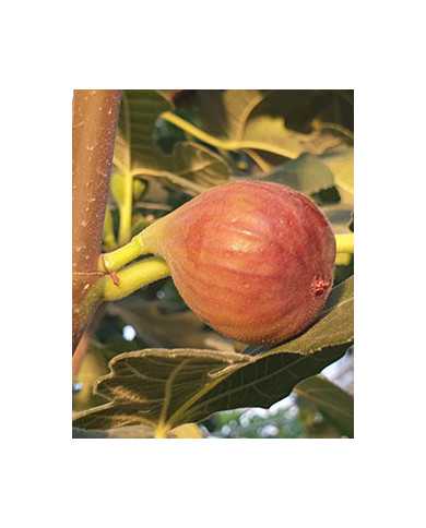 Bio Feigenbaum Takoma Violet (*)