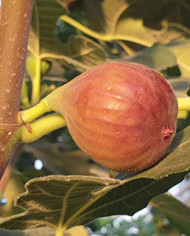 Bio Feigenbaum Takoma Violet (*)
