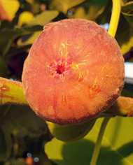 Bio Feigenbaum Takoma Violet (*)