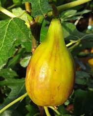 Bio Feigenbaum Taurusfeige (*)