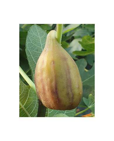 Bio Feigenbaum Taurusfeige (*)