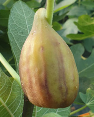 Bio Feigenbaum Taurusfeige (*)
