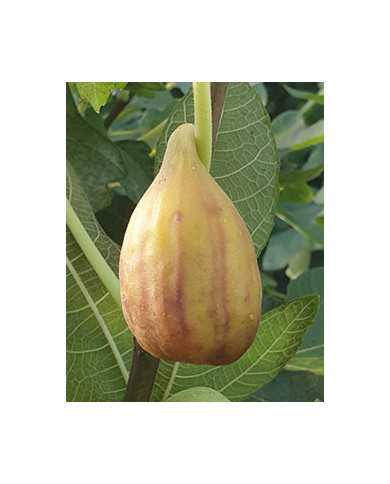 Bio Feigenbaum Taurusfeige (*)