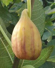 Bio Feigenbaum Taurusfeige (*)