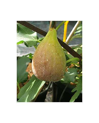 Bio Feigenbaum Taurusfeige (*)