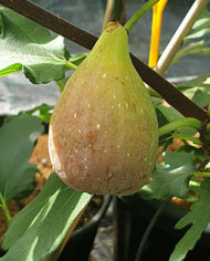 Bio Feigenbaum Taurusfeige (*)