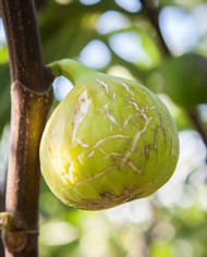 Bio Feigenbaum Tena