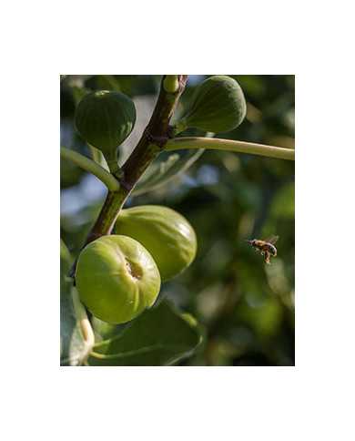Bio Feigenbaum Tena
