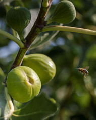 Bio Feigenbaum Tena