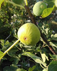 Bio Feigenbaum Tena