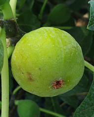 biofeigenbaumtrojano