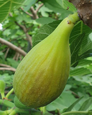 Bio Feigenbaum Trojano (**)