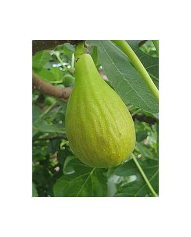 Bio Feigenbaum Trojano (**)