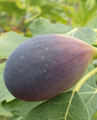 biofeigenbaumturca