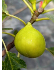 Bio Feigenbaum UCR 143-28 (*)