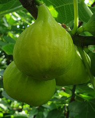 Bio Feigenbaum UCR 276-14 (*)