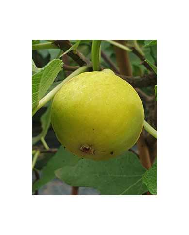 Bio Feigenbaum UCR K-7-11 (*)