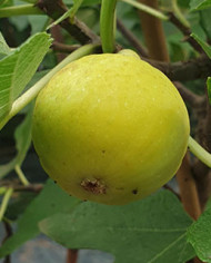 Bio Feigenbaum UCR K-7-11 (*)