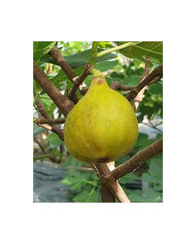 Bio Feigenbaum UCR K-7-11 (*)